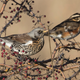 Someone call these birds a cab!